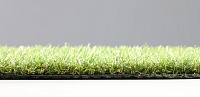 Star_Lawn_Camellia 1