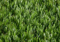 Comfort_Lawn_Castor 2
