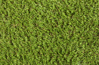Verbena 03