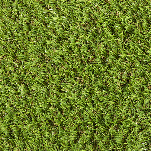 Verbena