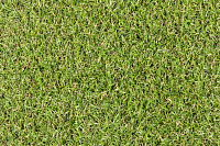 Star_Lawn_Camellia 3