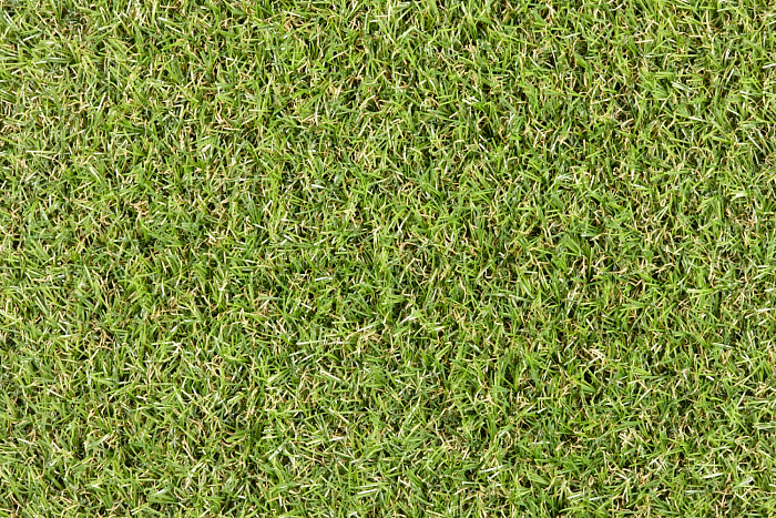 Star_Lawn_Camellia 3