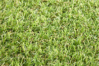 Star_Lawn_Camellia 2