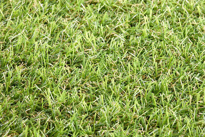 Star_Lawn_Camellia 2